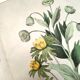 Botanical engraving from 1870 - Viburnum - flower plate lithograph poster