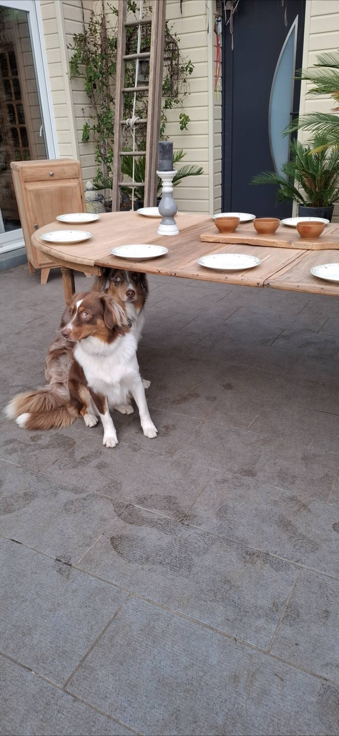 Oval table +3 extensions