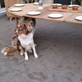 Oval table +3 extensions