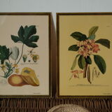 Pair of botanical boards collection metadier