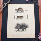 Porcupine poster (lithograph)