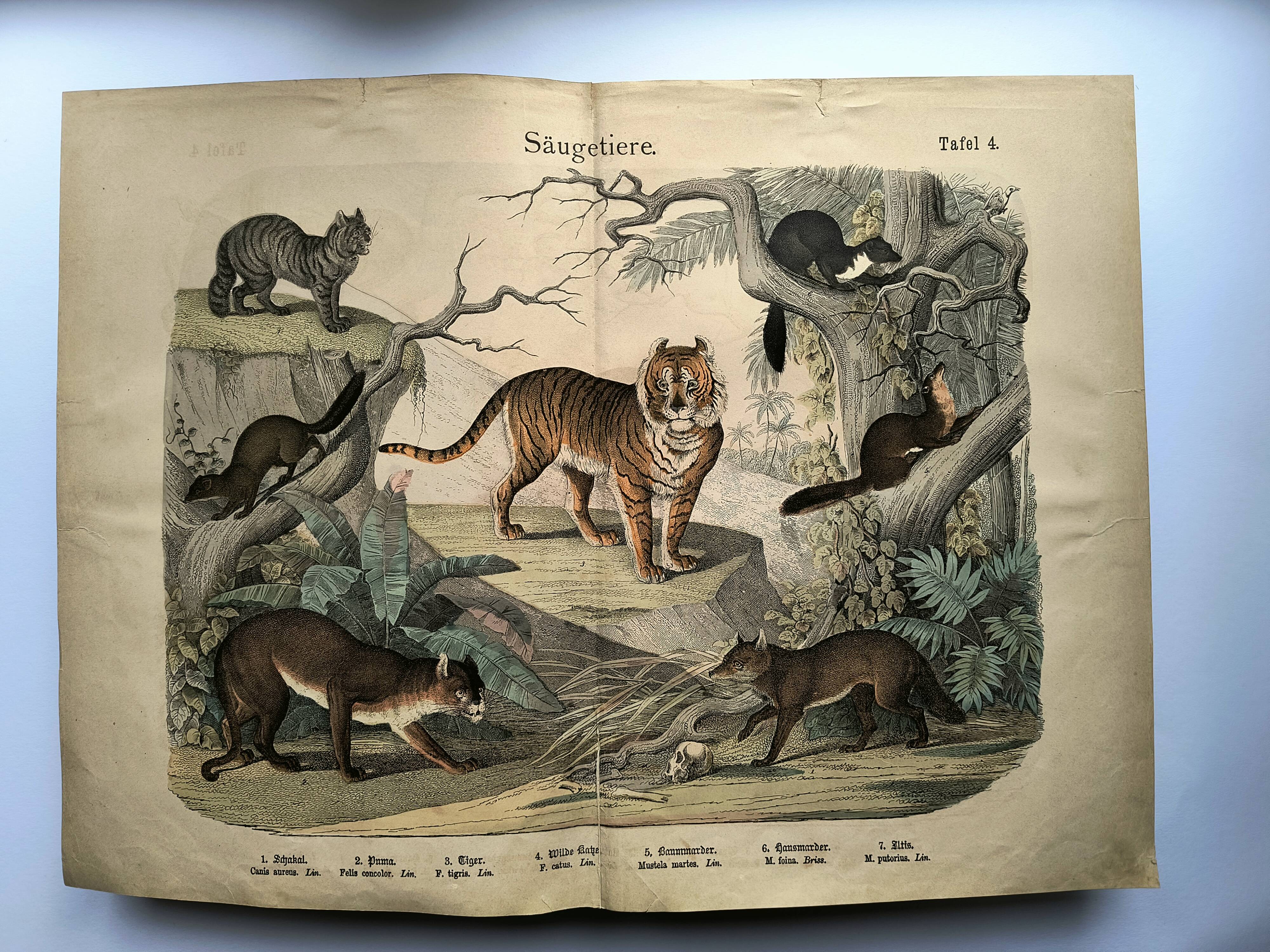 Large antique engraving, 1886 - Tigers and mammals. Lithograph plate
