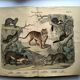 Large antique engraving, 1886 - Tigers and mammals. Lithograph plate