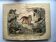 Large antique engraving, 1886 - Tigers and mammals. Lithograph plate