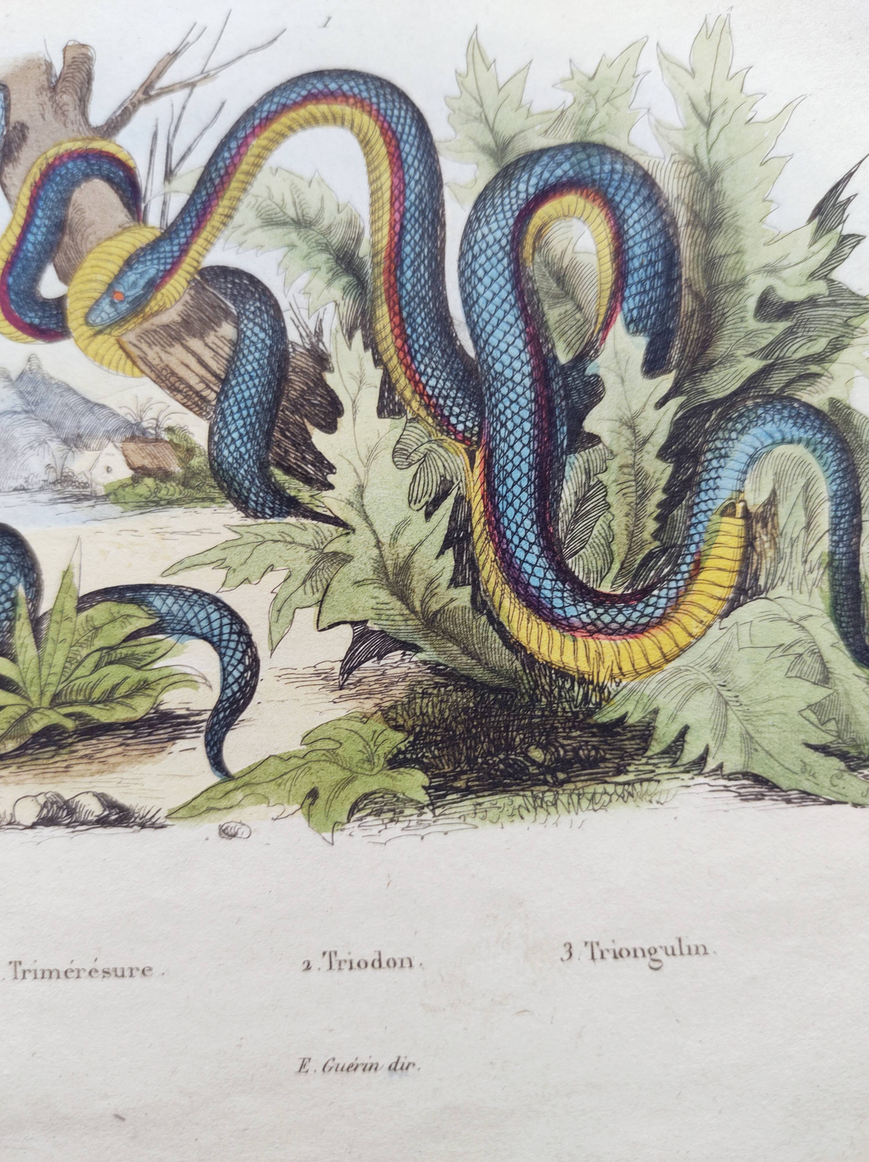Gravure ancienne de 1838 -Serpent trimérésure et triodon- Planche zoologique et botanique original
