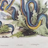 Old engraving from 1838 - Trimeresura snake and triodon - Original zoological and botanical plate