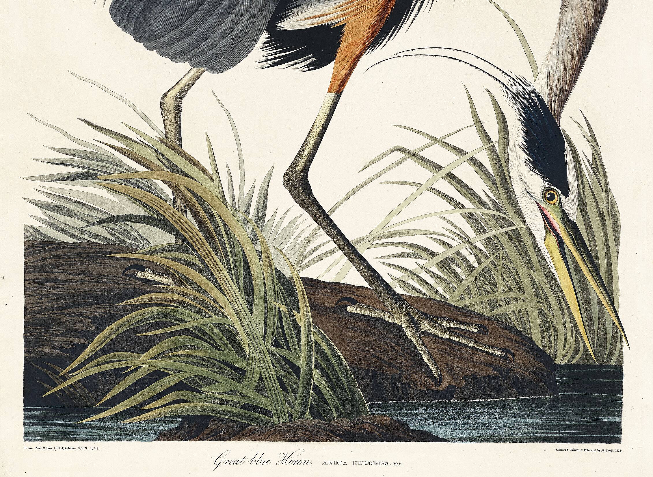 Poster about the Blue Heron, based on an old engraving from 1827.
