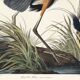 Poster about the Blue Heron, based on an old engraving from 1827.