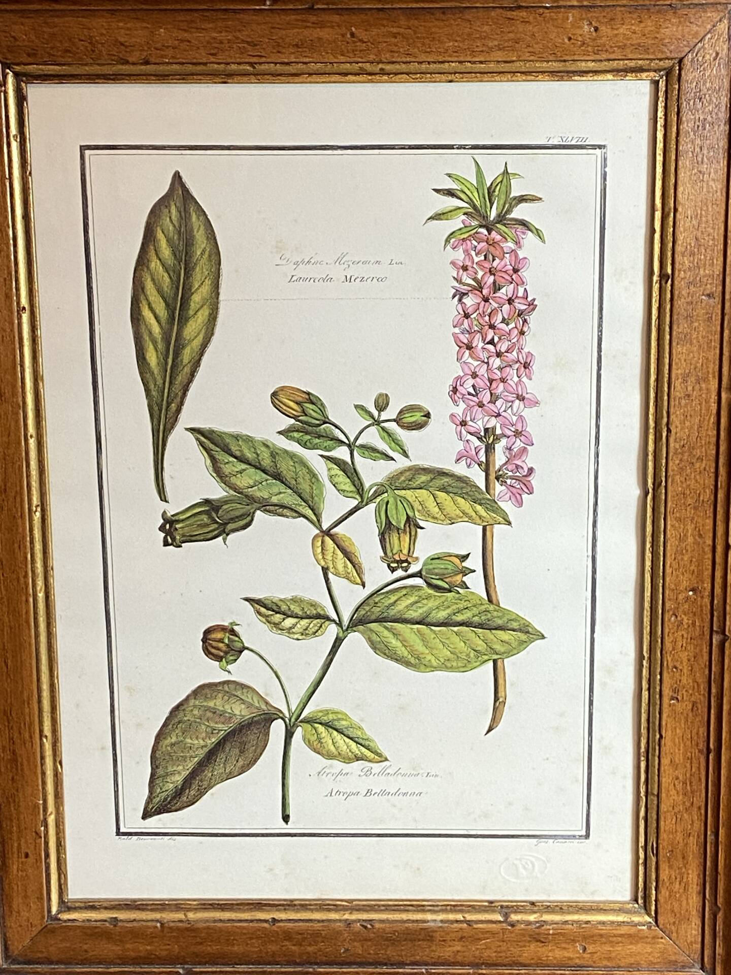 Framed botanical print, Atropa Belladonna