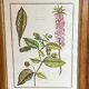 Framed botanical print, Atropa Belladonna