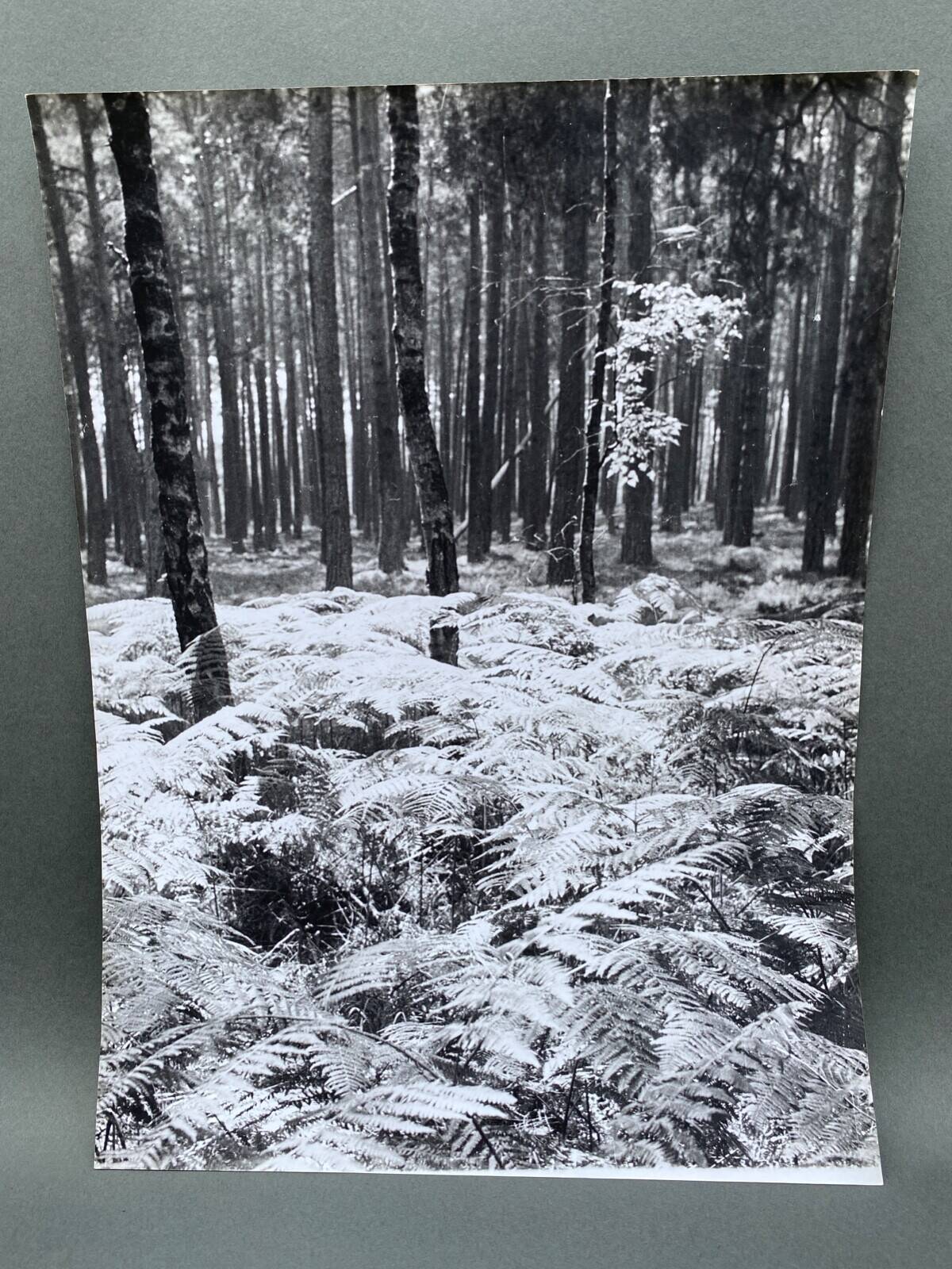 Silver gelatin photograph by Bernard Darot, Undergrowth, 20th century
