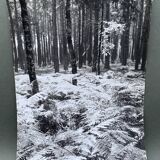 Silver gelatin photograph by Bernard Darot, Undergrowth, 20th century
