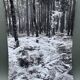 Silver gelatin photograph by Bernard Darot, Undergrowth, 20th century
