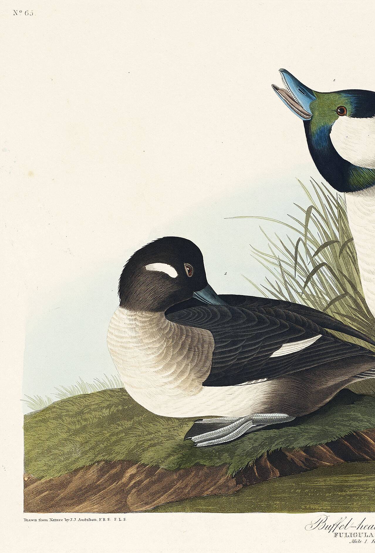 Poster about the Golden-eyed Garrot, after an old engraving from 1827.
