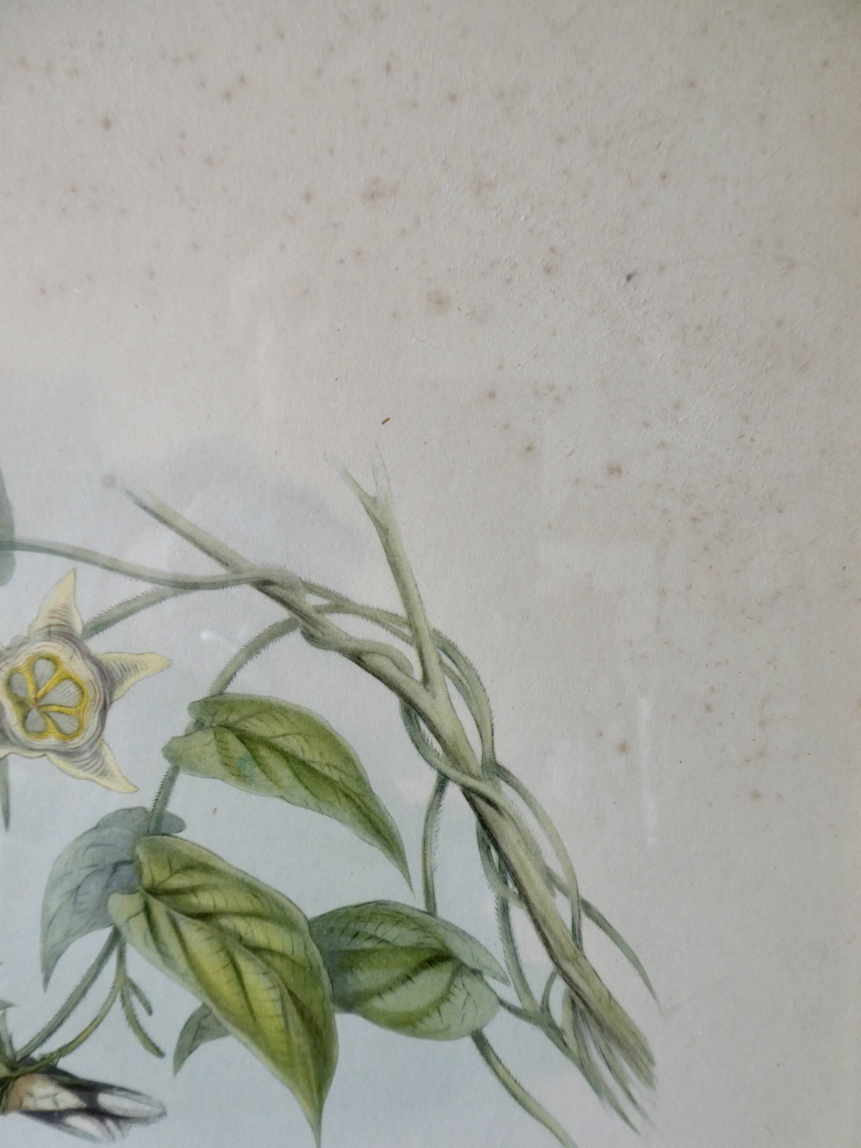 Pair of framed lithographs, birds