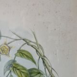 Pair of framed lithographs, birds