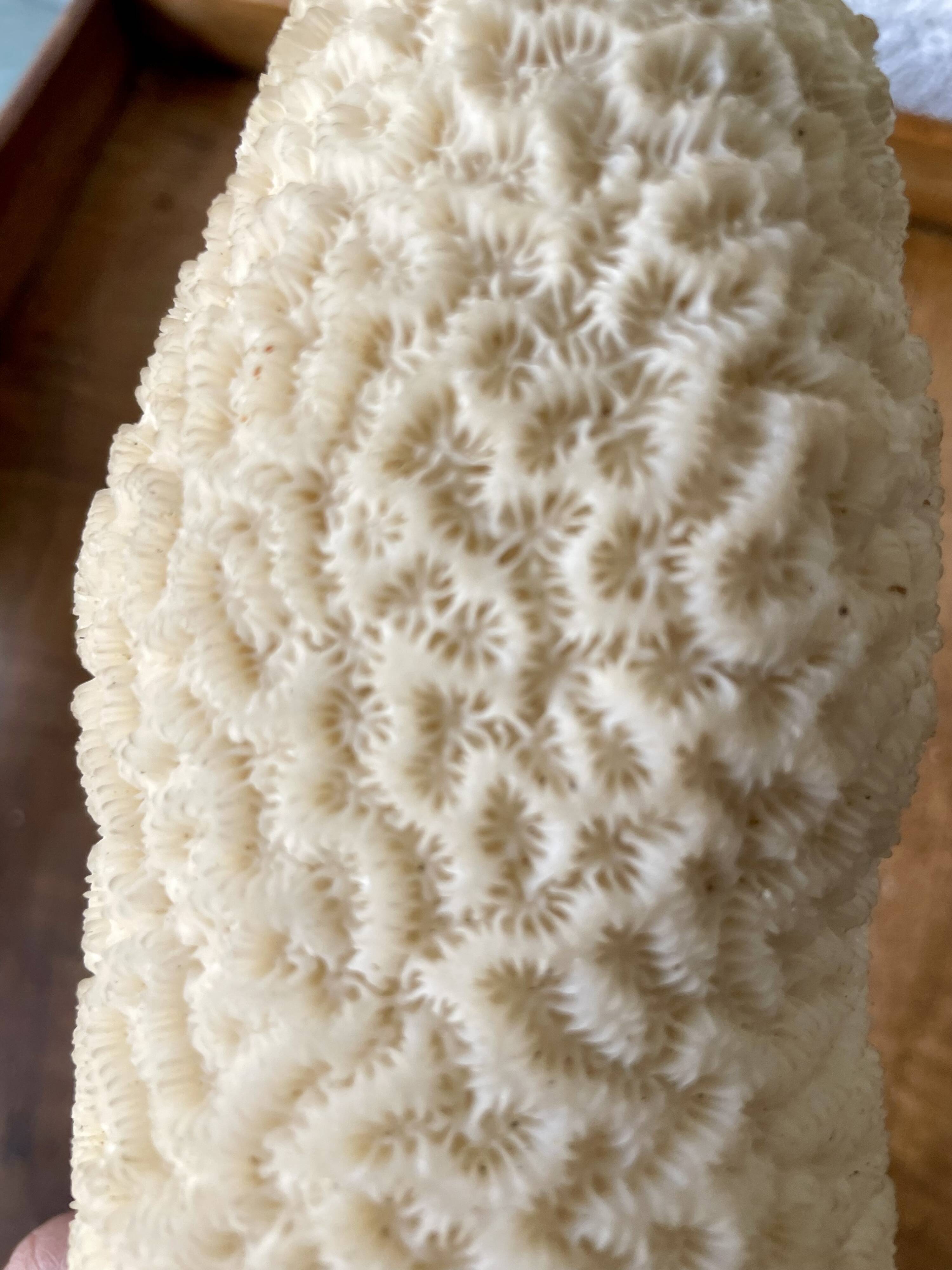 Vintage white coral