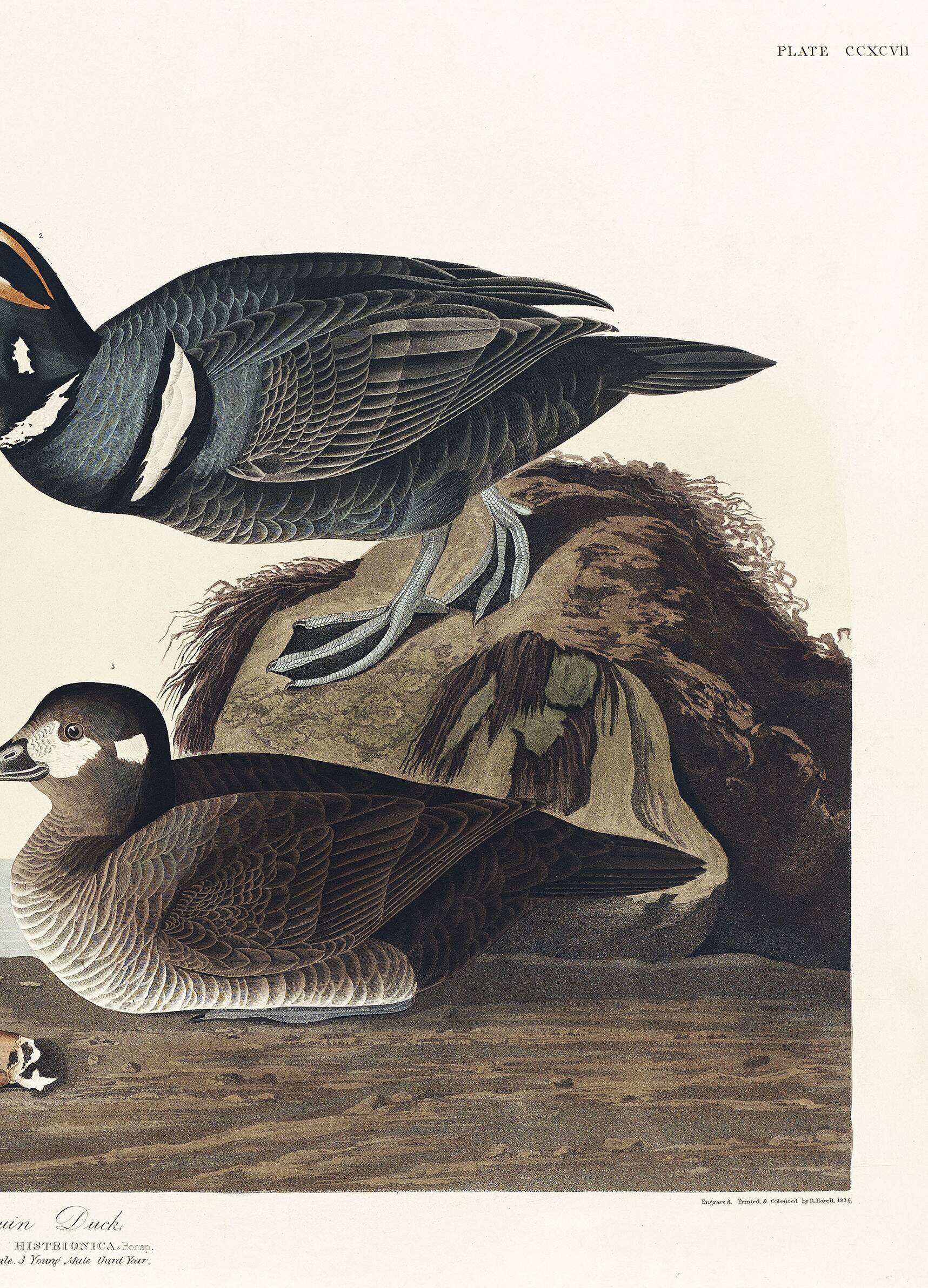 Poster about the harlequin duck, based on an old engraving from 1827.