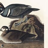 Poster about the harlequin duck, based on an old engraving from 1827.