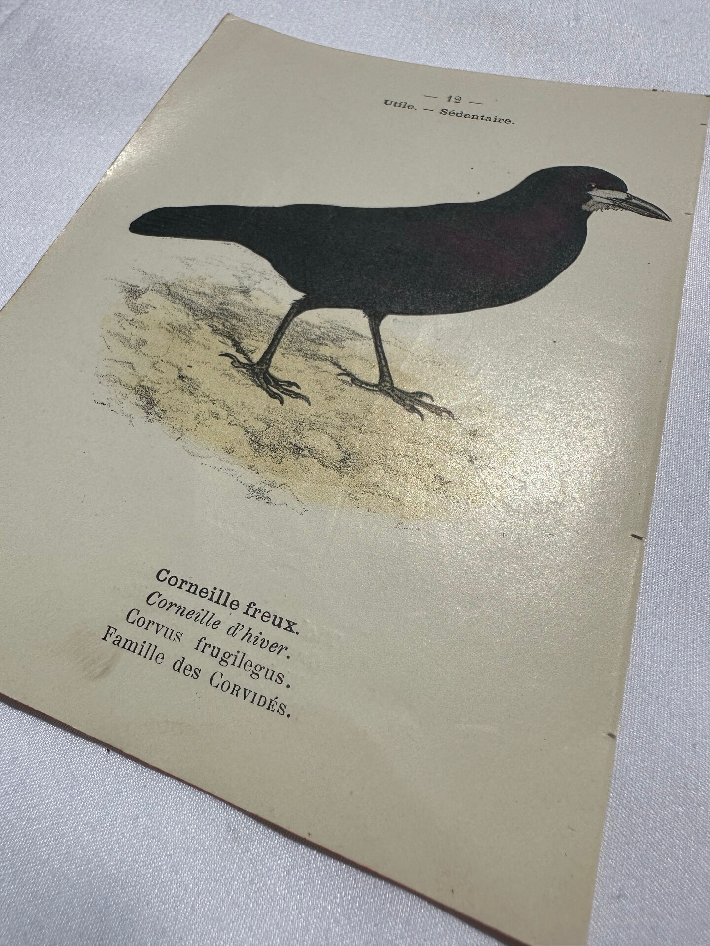 Planche Botanique Gravure oiseaux naturaliste  19eme recto verso  A