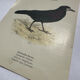Planche Botanique Gravure oiseaux naturaliste  19eme recto verso  A