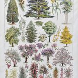 Illustration Millot "Ornamental tree gardens"