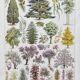 Illustration Millot "Ornamental tree gardens"