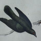 Original Ornithological Plate " Troupiale, Cassique Jaune, Rouge,... - Buffon 1838