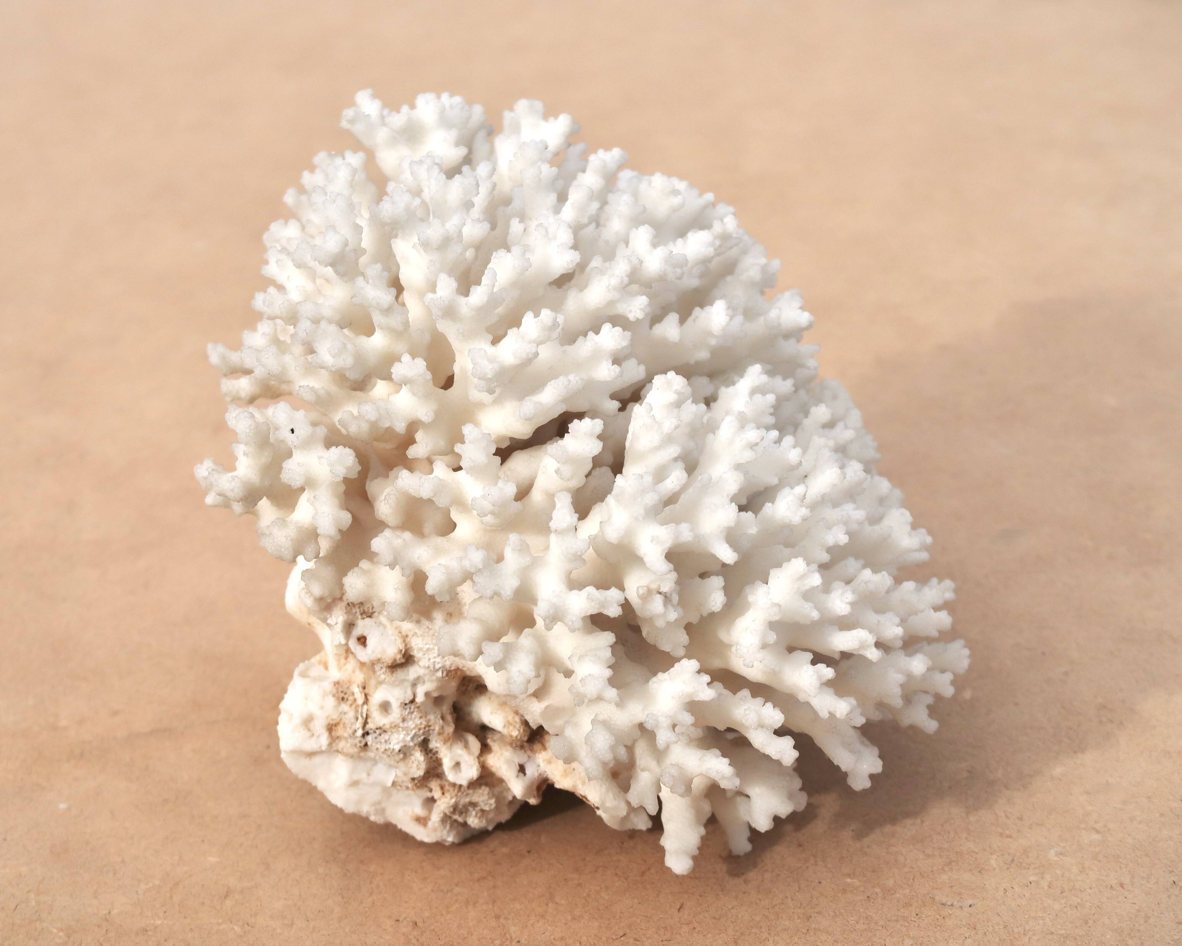 Vintage natural white coral, 1970s