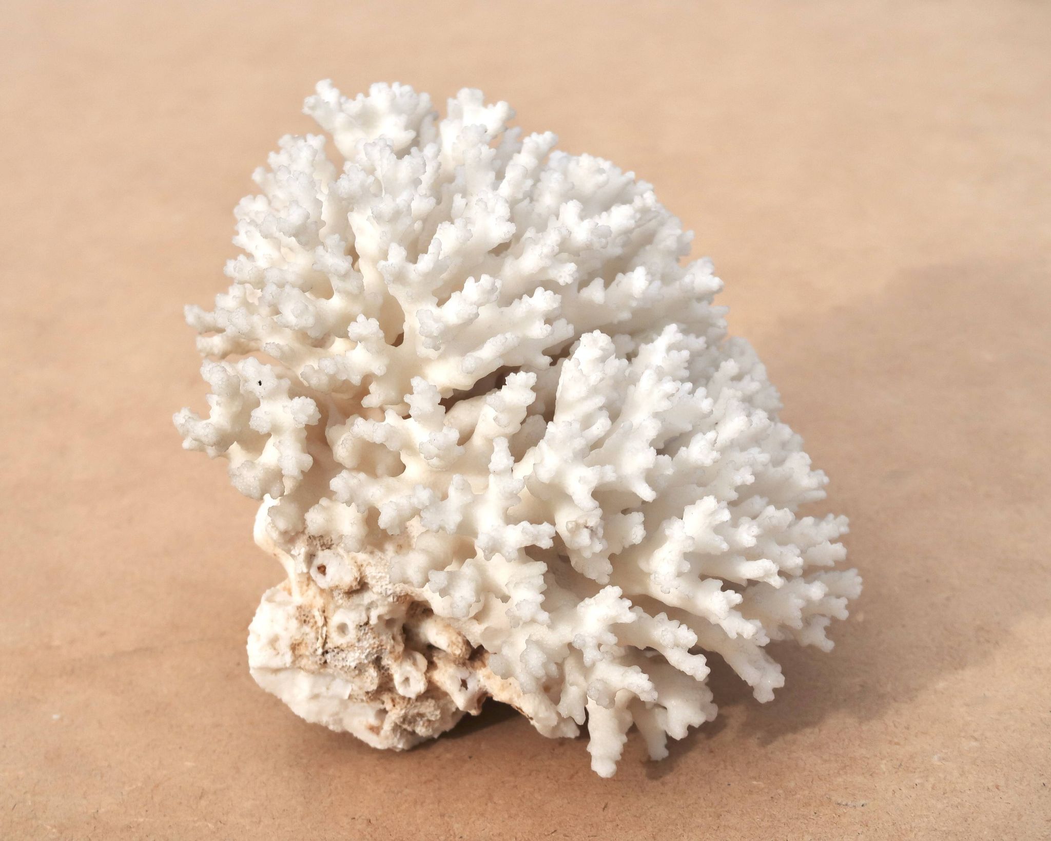 Ancien corail blanc naturel, années 70