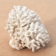 Ancien corail blanc naturel, années 70