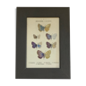 Gravure botanique ancienne papillon encadré 1900 G Denise