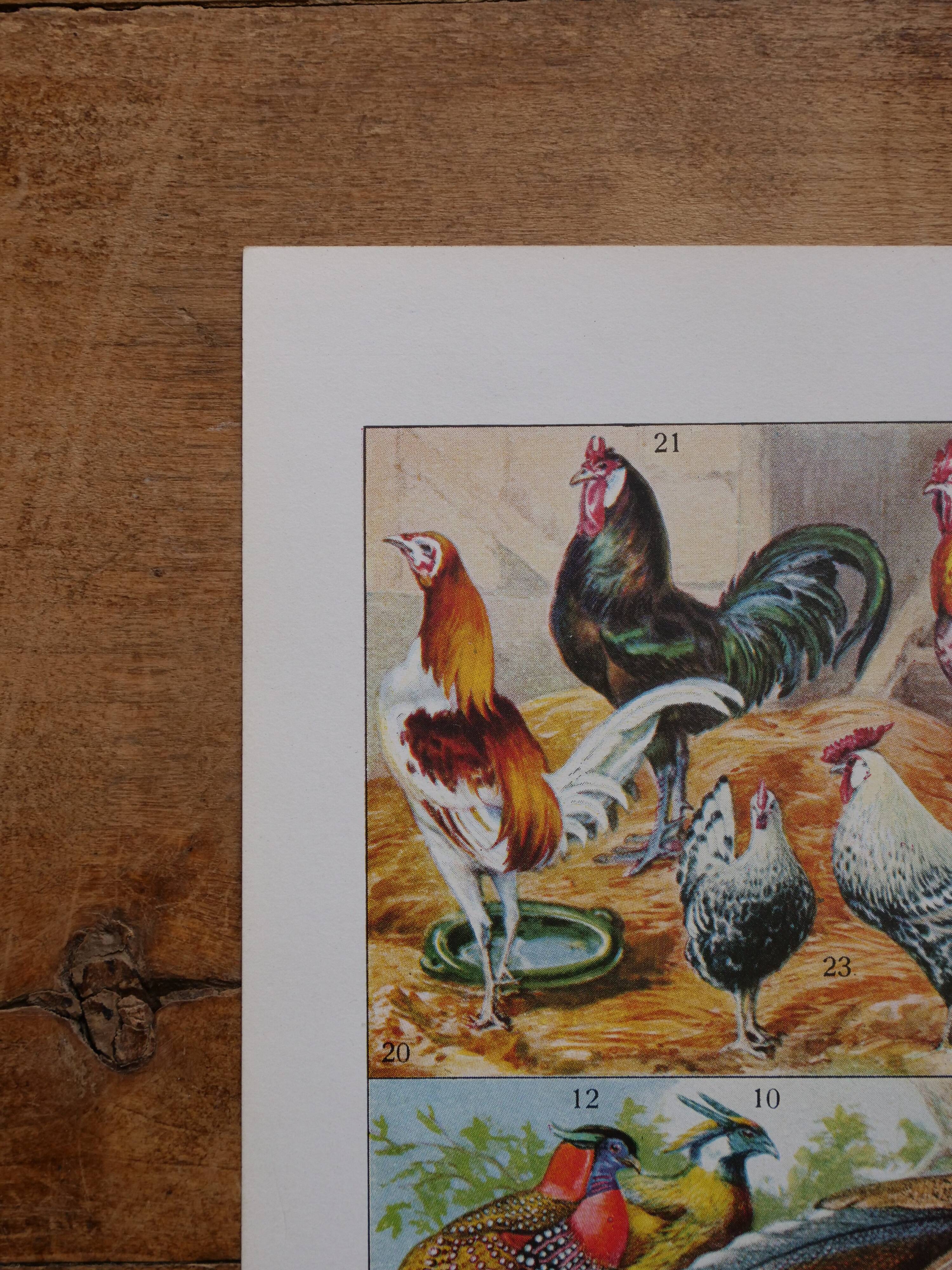 Original lithographs of birds of paradise and farmyard birds