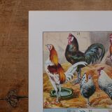 Lithographies originales sur les oiseaux de paradis et de basse-cour