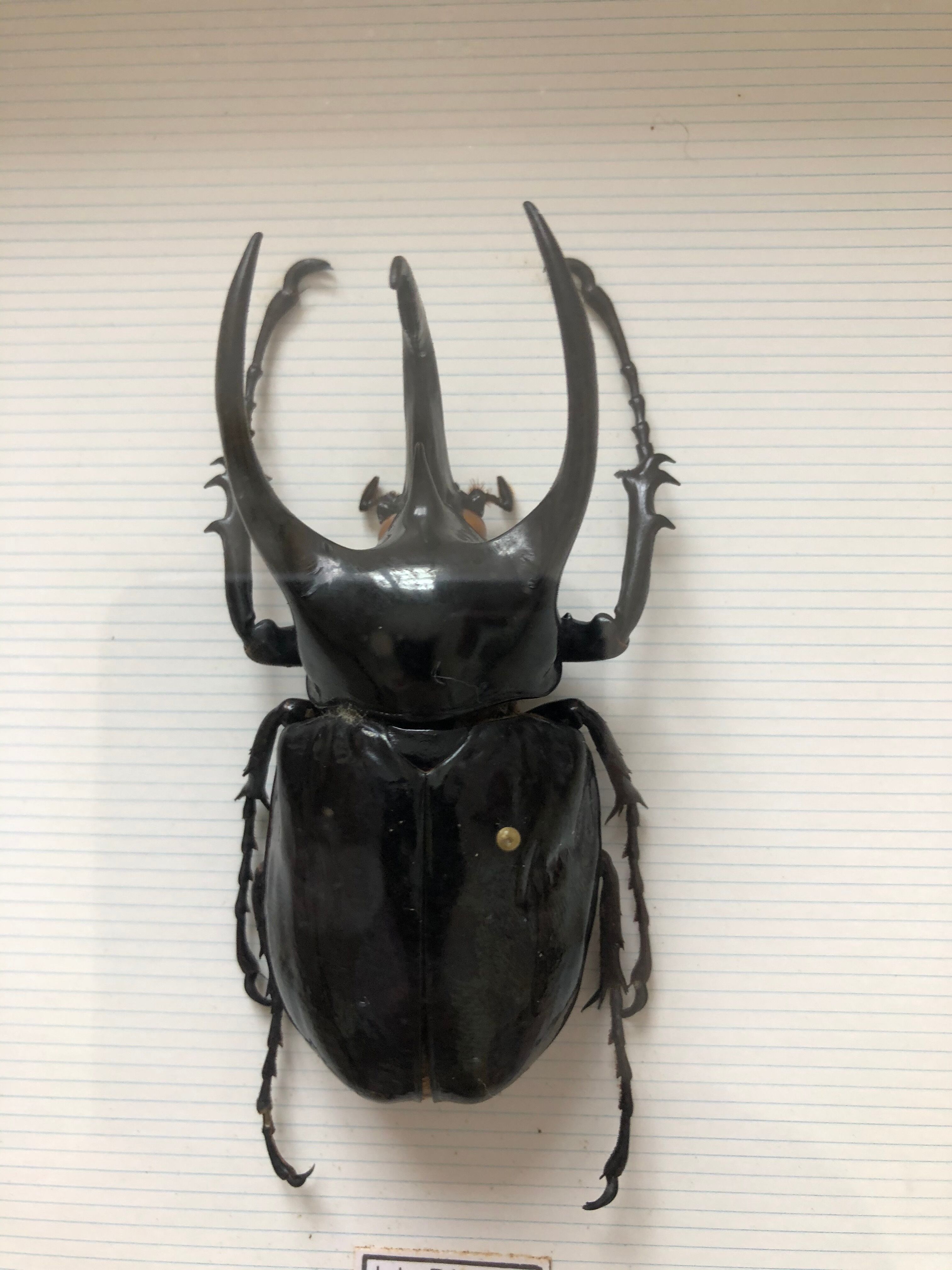 Naturalized beetle insects