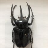 Naturalized beetle insects