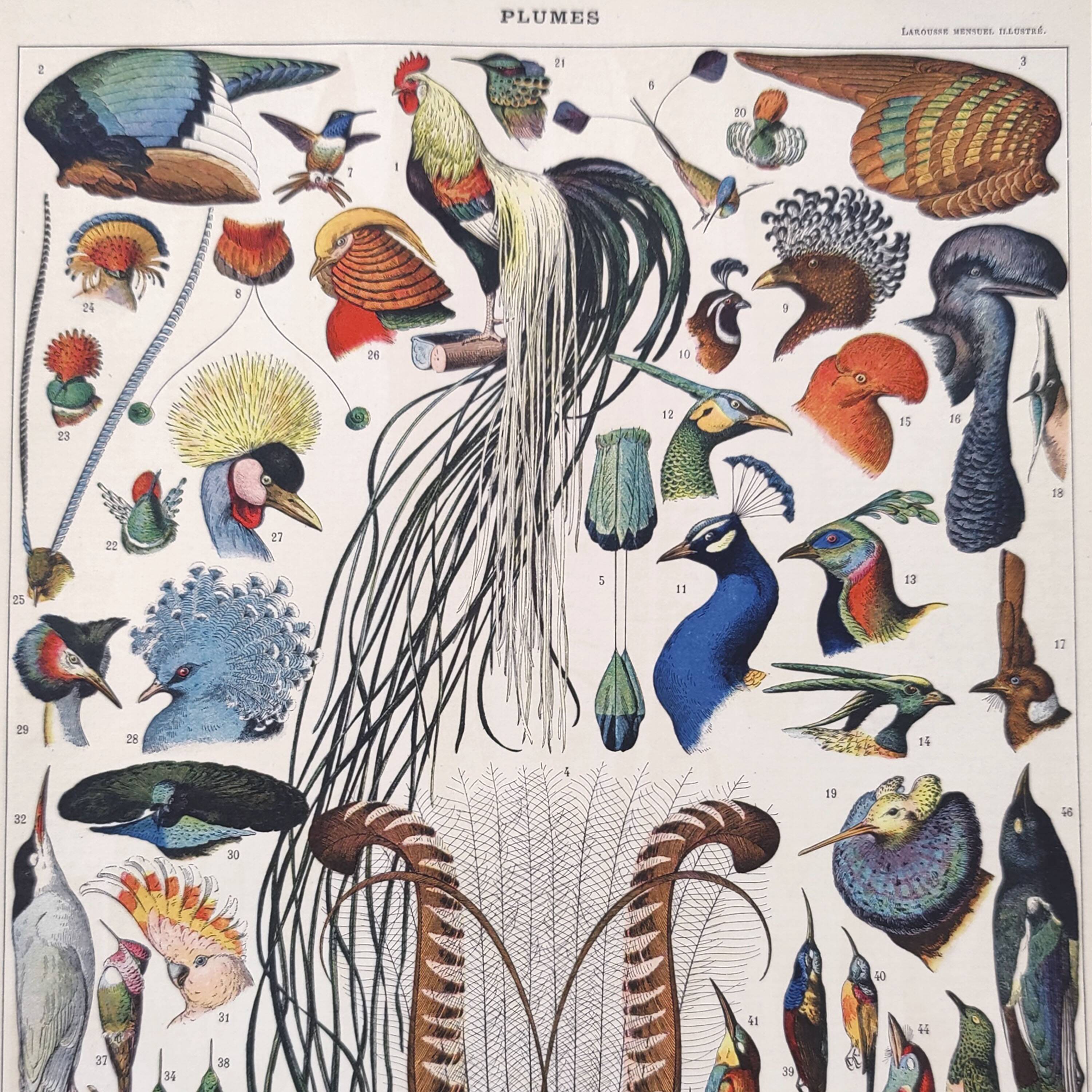 Old lithograph plate birds feathers 1900