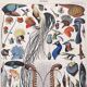 Old lithograph plate birds feathers 1900
