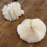 White coral