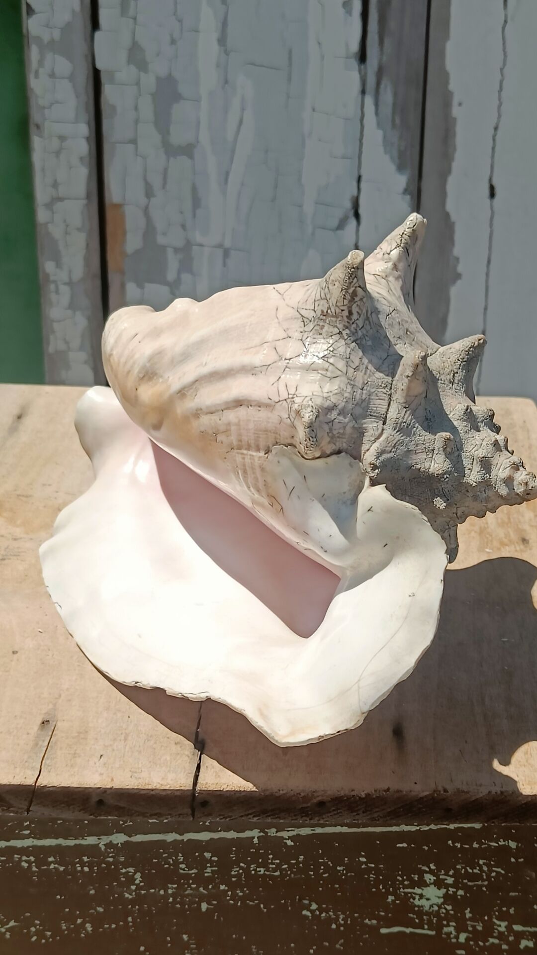 Coquillage conque  lambi