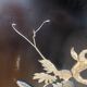 Old Japanese furniture