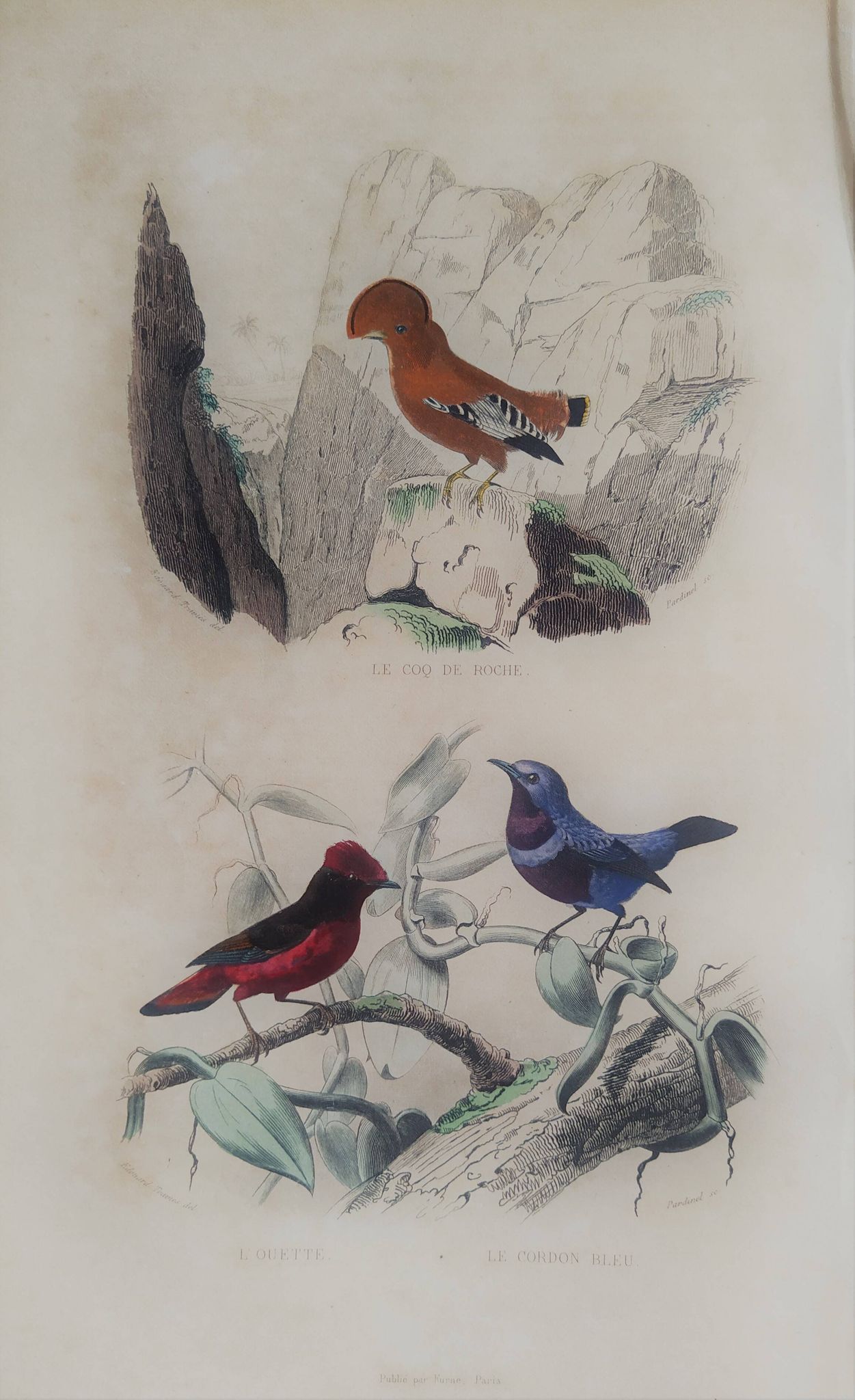 Planche Ornithologique Buffon 1838 "Coq de Roche, Ouette & Cordon Bleu"
