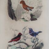 Ornithological Plate Buffon 1838 "Rooster of Rock, Goose & Cordon Bleu"