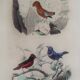 Ornithological Plate Buffon 1838 "Cock of the Rock, Goose & Blue Cordon"