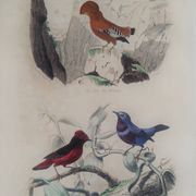 Planche Ornithologique Buffon 1838 "Coq de Roche, Ouette & Cordon Bleu"
