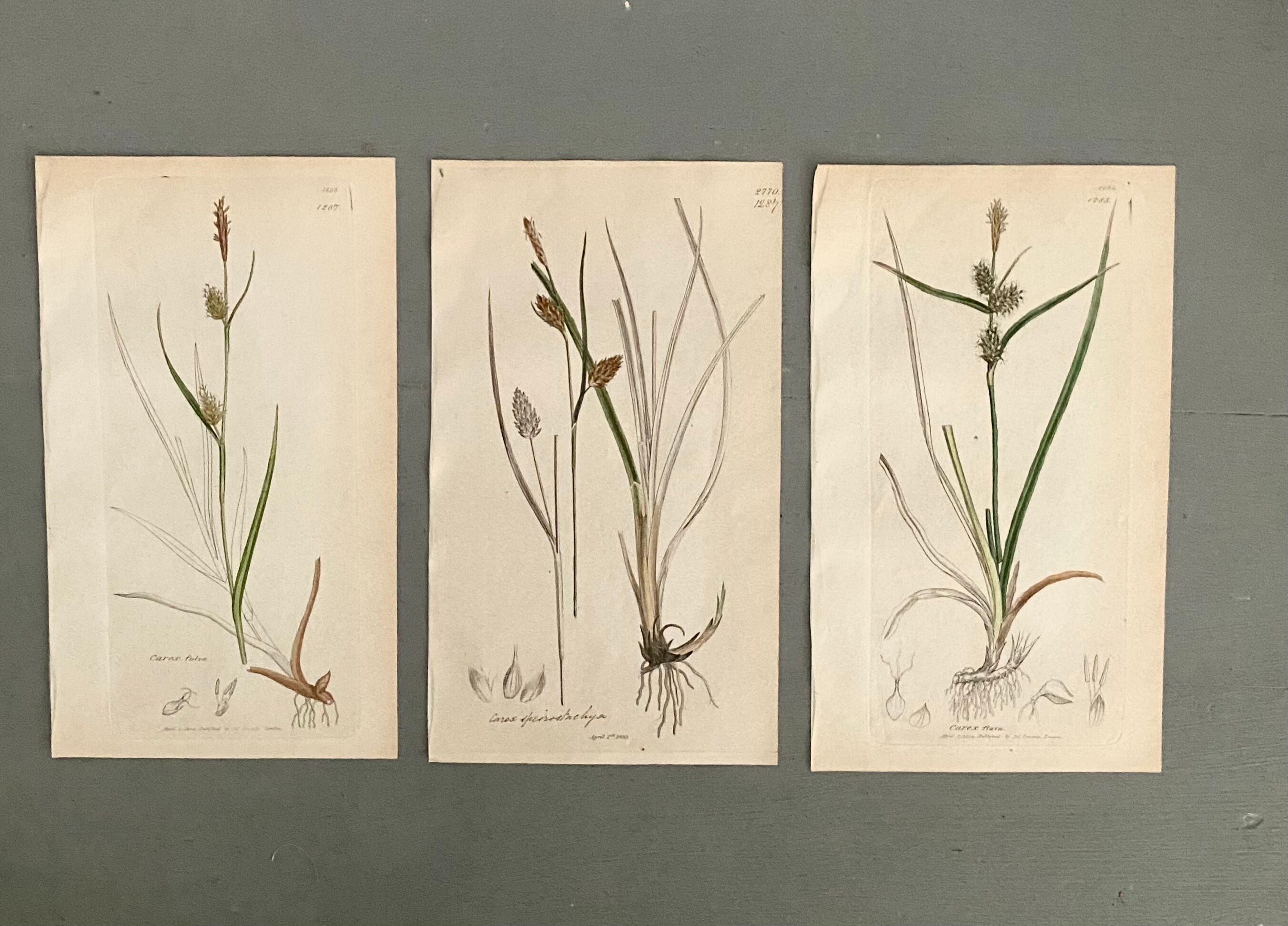 Trio of English Botanical Posters, 1809
