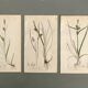 Trio of English Botanical Posters, 1809