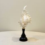Old Murex Ramosus Shell on turned wooden base Napoleon III 19th century cabinet of curiosities