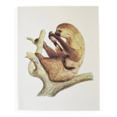 Bestiary plates from the Natural History Museum The sloth