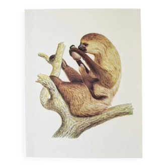Bestiary plates from the Natural History Museum The sloth